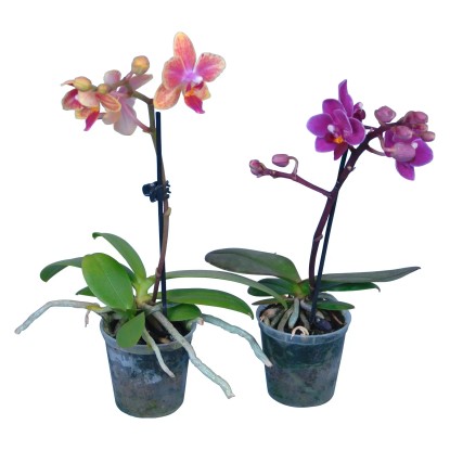 Orchidea Phalaenopsis 1 výhonok