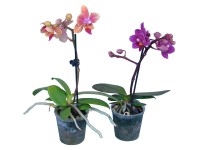 Orchidea Phalaenopsis 1 výhonok