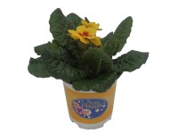 Prvosienka bezbyľová pr. kvetináča 10 cm, s farebným stredom