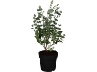 Eukalyptus gunnov (Eucalyptus gunii) 