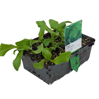 Landgard Ľadový šalát (Lactuca sativa var. Crispa) 6 ks v miske