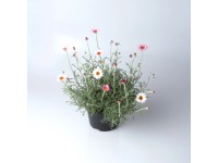 Q-Flower Rhodanthemum (Rhodanthemum Hybrid) mix výška cca 15 cm