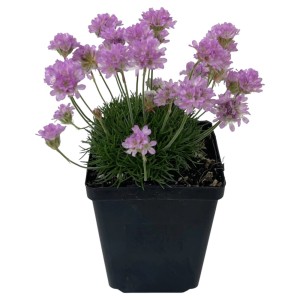 Grasnelke Splendens ružový v kvetináči, Armeria maritima s ružovými kvetmi.