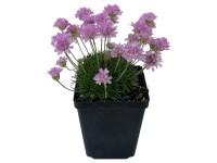 Royal Lemkes Trávnička prímorská (Armeria maritima) 