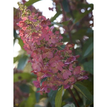 Hortenzia metlinatá "Diamant Rougee" biela výška cca 30 - 40 cm kvetináč cca 3 l