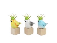 Aranžmá tilandzie v keramickom kvetináči, pr. kv. cca 5 cm