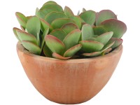 Sukulenty rôzne druhy v terakotovej nádobe priemer kvetináča cca 23 cm