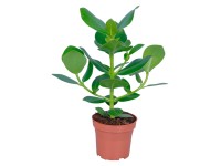 GROW by OBI Clusia rosea Princess kvetináč s priemerom cca 12 cm