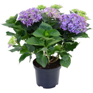 Modrá hortenzia (Hydrangea Macrophylla) v kvetináči, výška cca 45 cm.