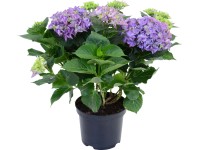 Royal Lemkes Hortenzia velkolistá (Hydrangea macrophylla) modrá, cca 45 cm, 5 l