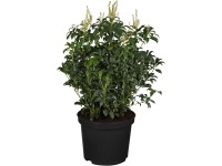 OBI Pieris japonský 