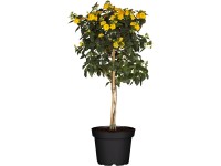 Libora menivá (Lantana camara) kmienok, pr. kv. cca 23 cm