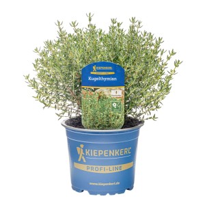 Kiepenkerl Guľatý tymián v kvetináči, cca 12 cm Ø. Aromatická kuchynská bylina s guľovitým tvarom.