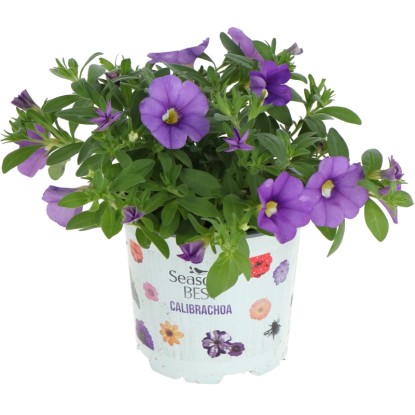 Mini petúnia (Calibrachoa) "Summer Survivors", pr. kv. 12 cm