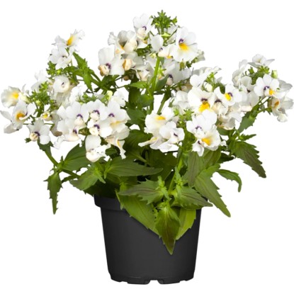 OBI Nemézia rôzne farby priemer kvetináča cca 12 cm