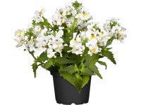 OBI Nemézia rôzne farby priemer kvetináča cca 12 cm