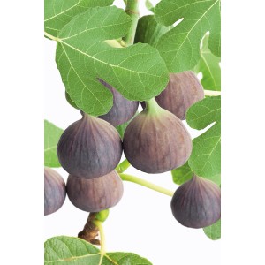 GROW by OBI Figovník obyčajný s zrelými, fialovými plodmi a zelenými listami na vetve.