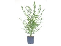 GROW by OBI Javor dlanitolistý (Acer palmatum) 