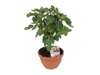 Landgard Figovník smokvoň (Ficus carica) výška 20-30 cm, pr. 25 cm