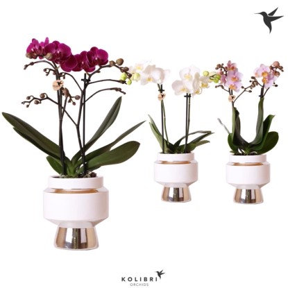 Orchidea motýľokvetá rôzne farby v kvetináči 35-45 cm, pr. kvetináča cca 9 cm