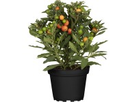 Grow by OBI Baklažán višňový (Solanum pseudocapsicum), červ-oranž, pr.kv. 19 cm