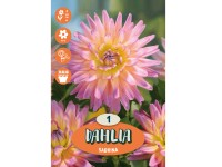 Cibuľka georgína (Dahlia) ''Sabrina'', 1 ks
