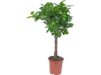 Moclame priemer kvetináča cca 17 cm (Ficus microcarpa)