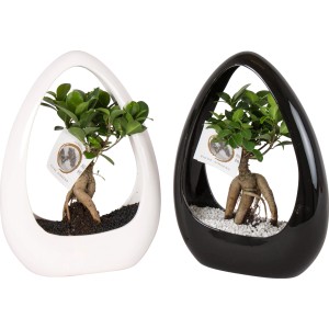 Ficus Ginseng izbový bonsaj v bielej a čiernej keramickej nádobe, kvetináč cca 23 cm.