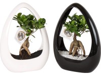 Figovník maloplodý 