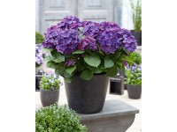 GROW by OBI Hortenzia lat. (Hydrangea panic.) 