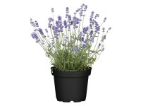 Levanduľa úzkolistá (Lavandula angustifolia) pr. kvetináča cca 15 cm