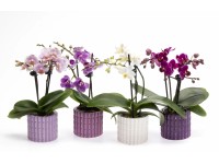 Orchidey rôznofarebné 2 výhonky v keramickom hrnci s priem. cca 6 cm