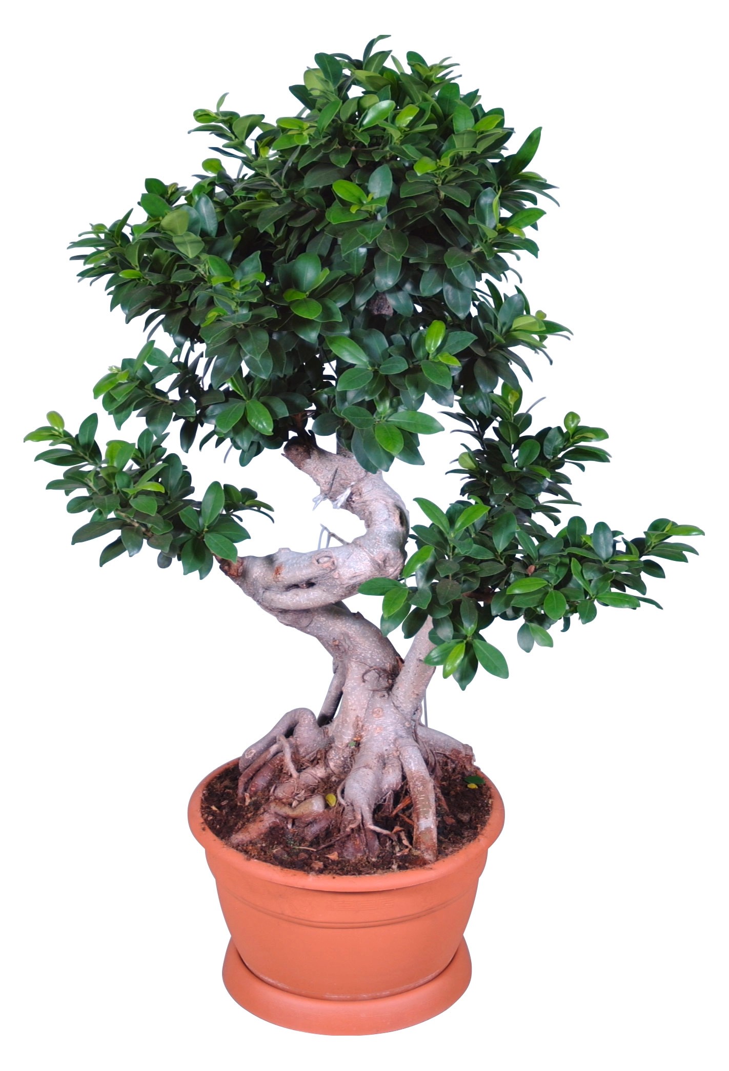 Bonsaj "Ficus Ginseng" priemer kvetináča cca 35 cm nakúpiť v OBI