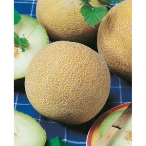 Žltý melón, celé ovocie a rez, Kategória: Semená zeleniny