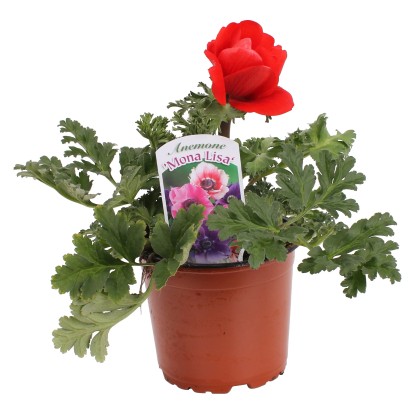 Veternica vencová Mona Lisa s priemerom kvetináča cca 12 cm rôzne farby
