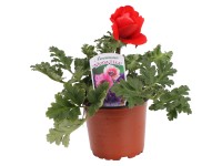 Veternica vencová Mona Lisa s priemerom kvetináča cca 12 cm rôzne farby