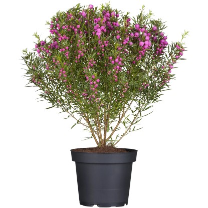 Boronia heterophylla (Boronia heterophylla) ružová cca výška 10-20cm, pr. 10,5cm