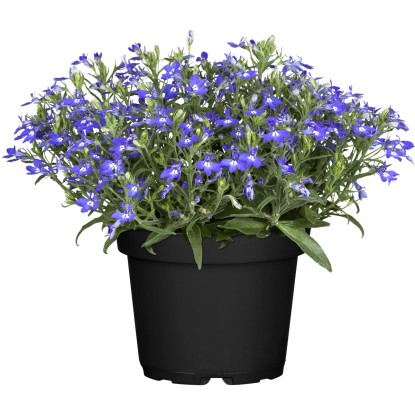 Lobelka drobná priemer kvetináča cca 9 cm