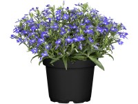 Lobelka drobná priemer kvetináča cca 9 cm