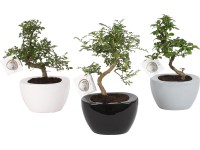 Aranžmán z bonsajov v keramickej nádobe rôzne druhy priemer kvetináča cca 12 cm