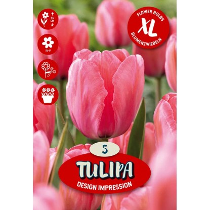 Kvetinová cibuľka tulipánu (Tulipa Darwin Design Impression)