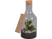 Green Bottle® Mix kaktusov v sklenenej fľaši pr. kvetináča cca 15 cm