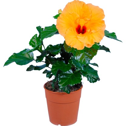 Ibištek čínsky Mix priemer kvetináča cca 17 cm