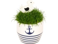 Okrasná tráva v keramickej nádobe pr. kvetináča cca 6 cm Sagina