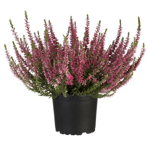 Vresovec 'Červený' v kvetináči, cca 10-15 cm vysoký. Calluna vulgaris od GROW by OBI.