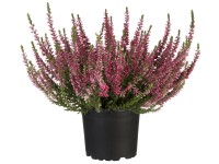 GROW by OBI Vres obyčajný (Calluna vulgaris) červený cca 10-15 cm