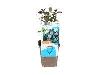 OBI Mäta vodná fialová priemer kvetináča cca 9 cm Mentha aquatica