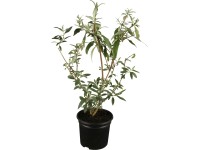OBI Budleja Davidova ružová výška cca 10 - 20 cm kvetináč cca 3 l Buddleia
