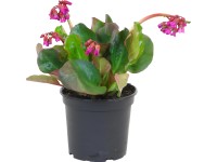 Bergénia priemer kvetináča cca 17 cm