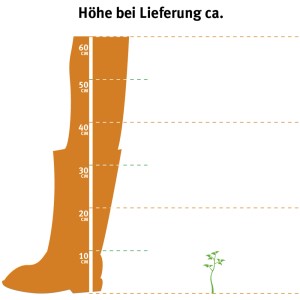 Ilustrácia: OBI kosodrevina (Pinus) výška dodania cca 5-10 cm v kvetináči 2 l.